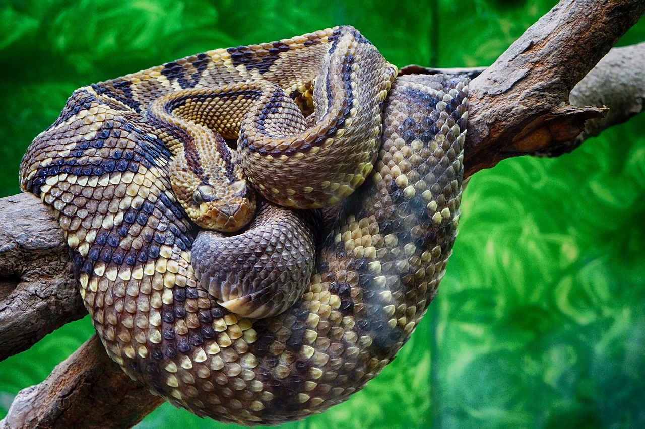 rattlesnake snake scales free photo