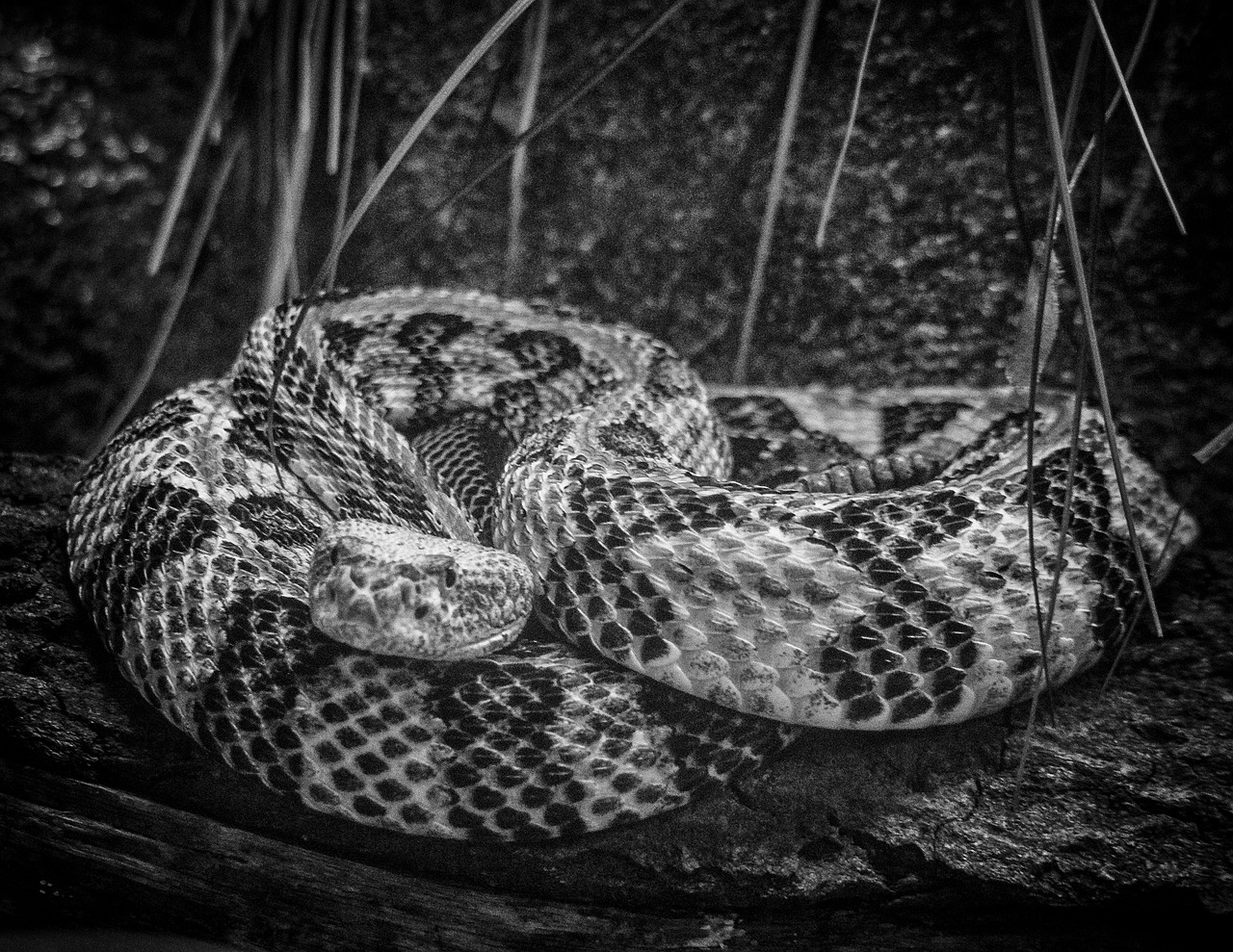 rattlesnake snake viper free photo