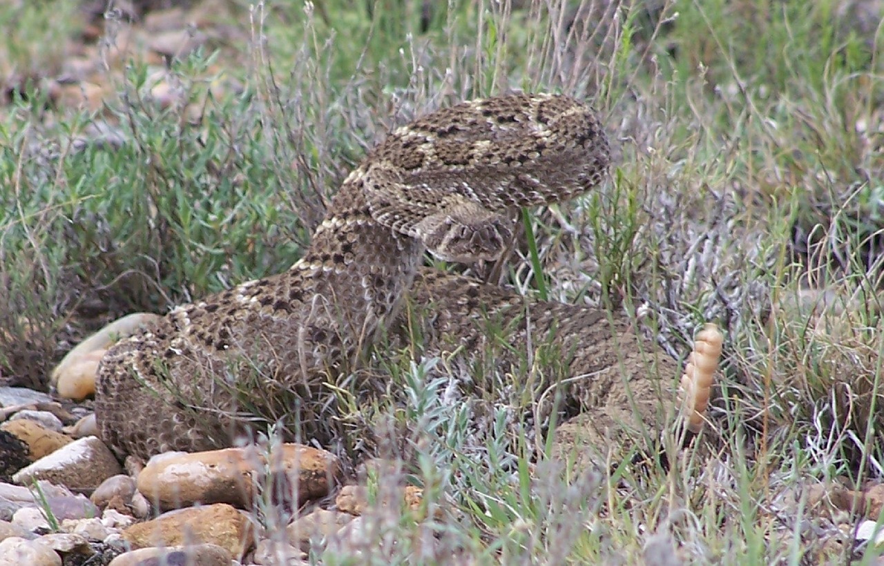 rattlesnake viper poisonous free photo