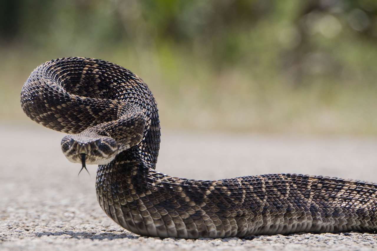 rattlesnake  western diamondback  viper free photo