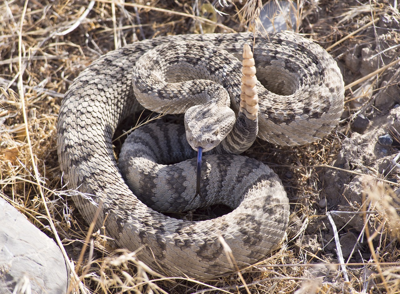 rattlesnake  viper  coiled free photo