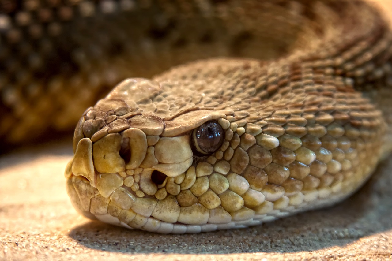 rattlesnake toxic snake free photo
