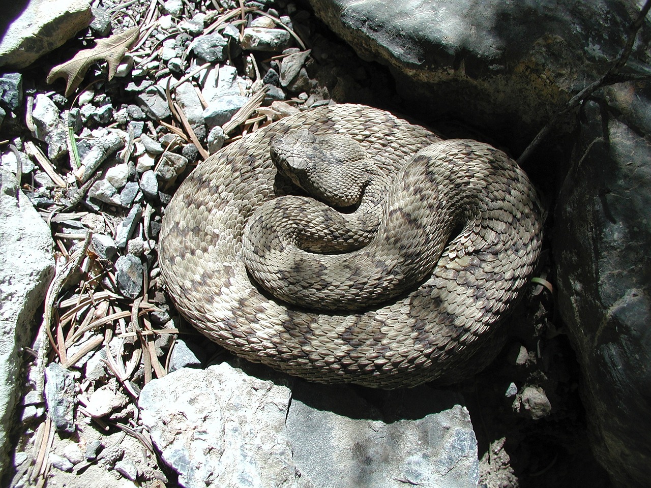 rattlesnake viper poisonous free photo