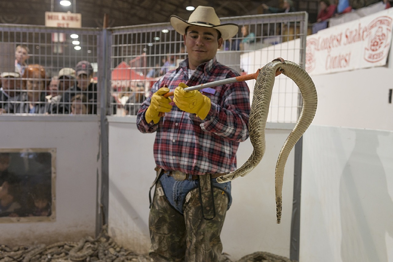 rattlesnake handler cowboy roundup free photo