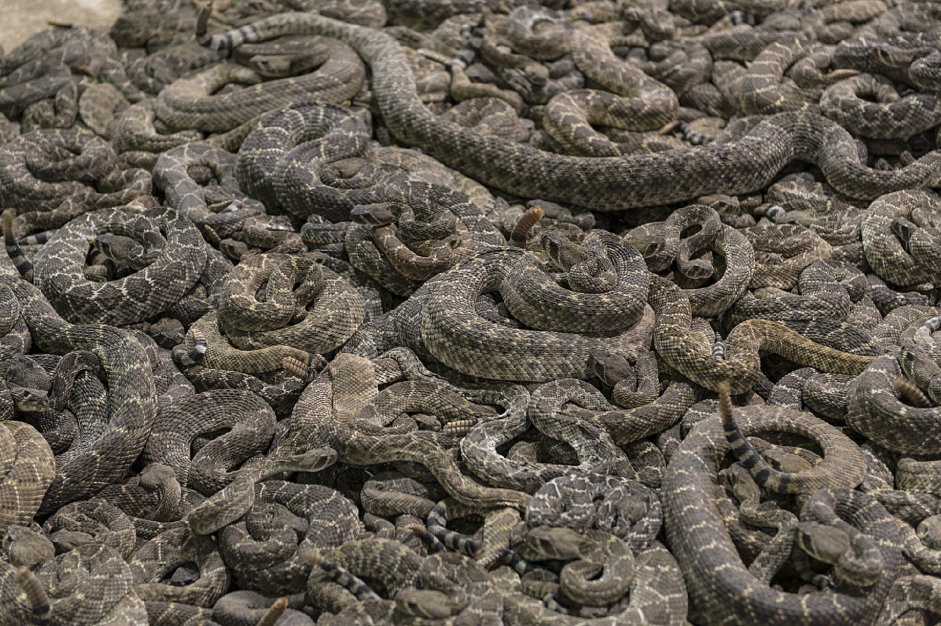 rattlesnakes pit roundup free photo