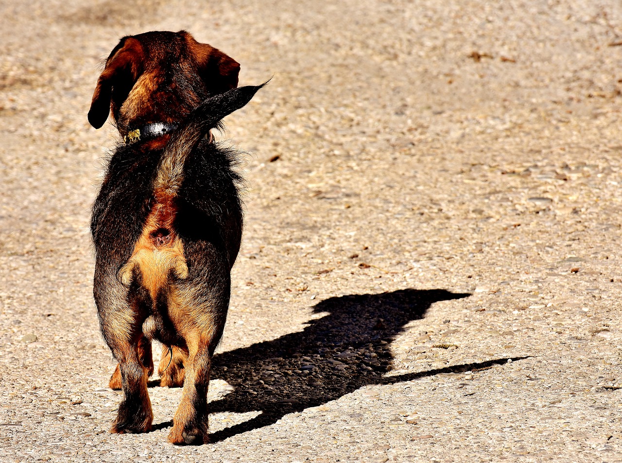 rauhaardackel dog animal free photo