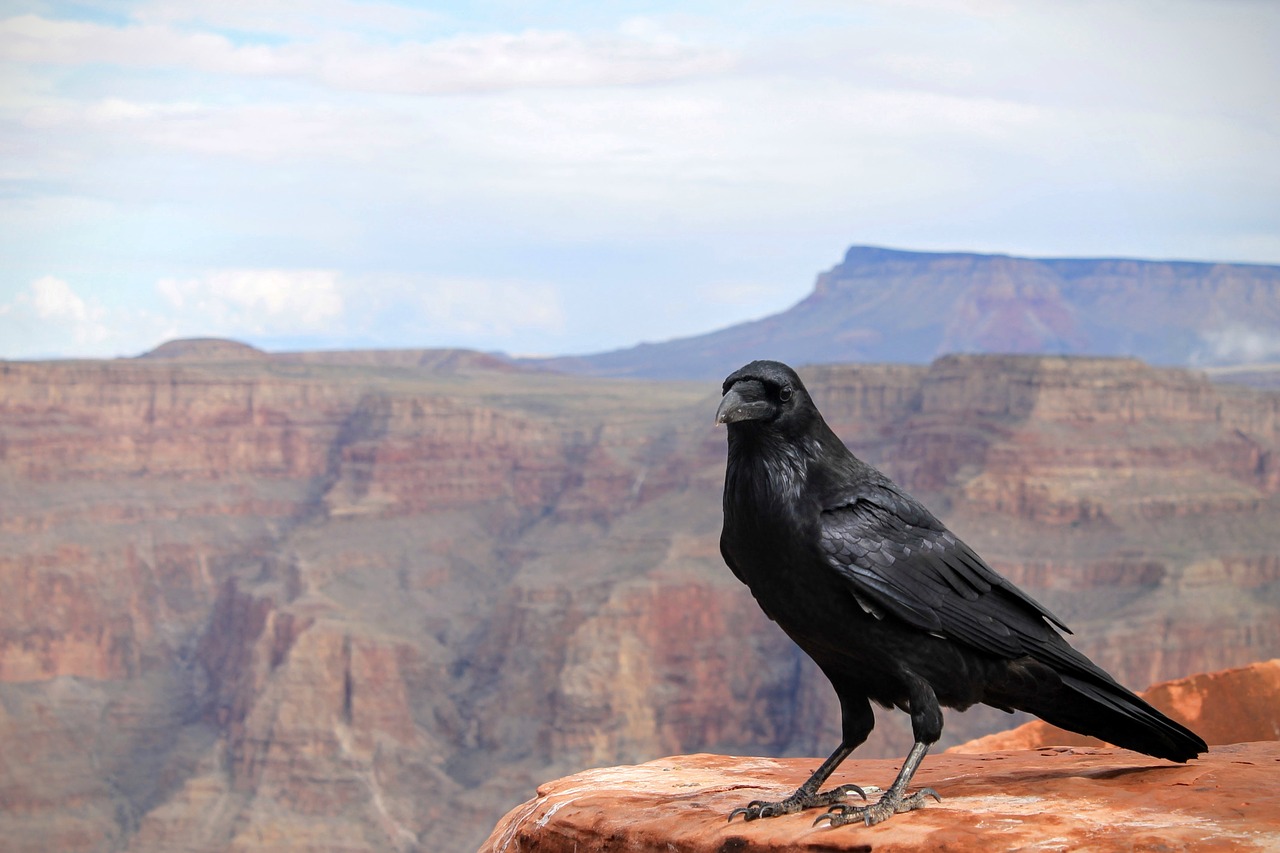 raven crow bird free photo