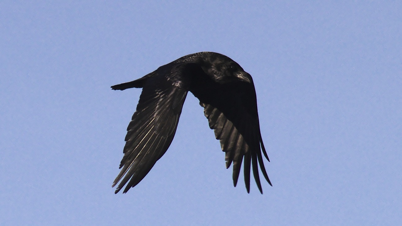 raven bird flying free photo