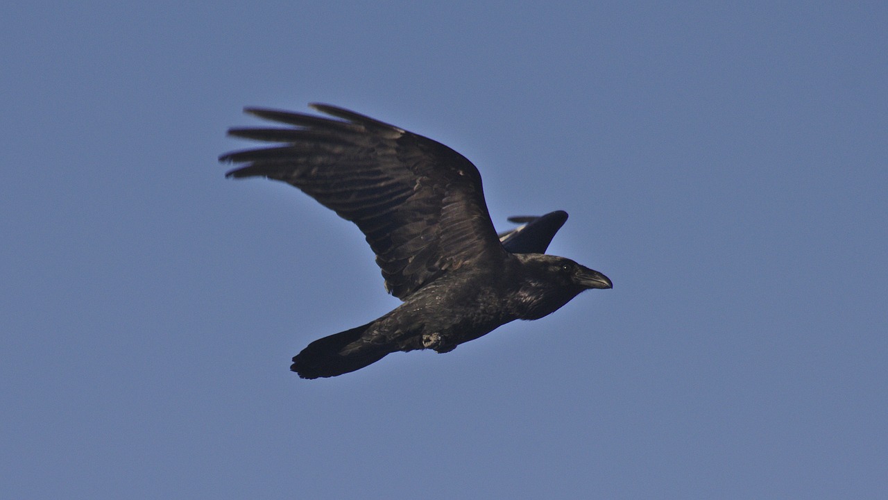 raven flying black free photo