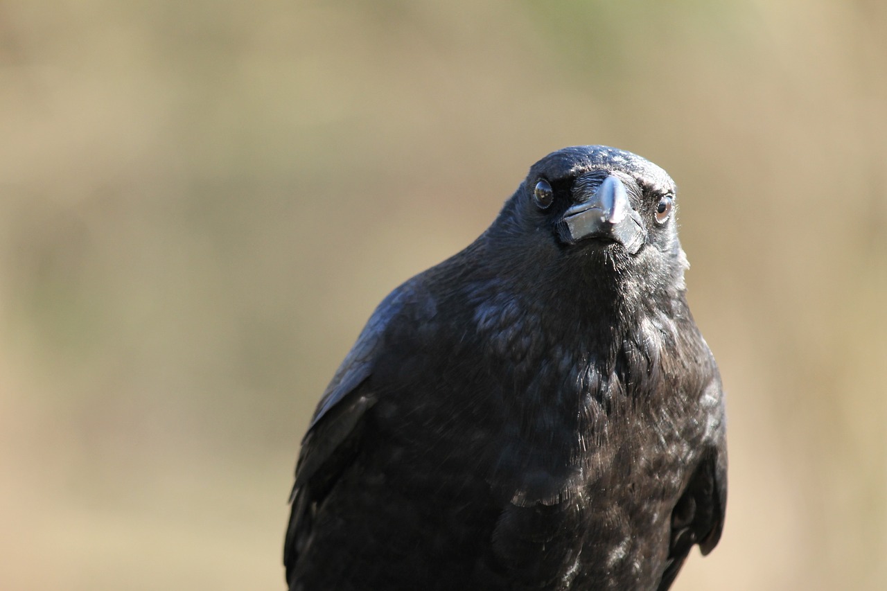 raven crow bird free photo