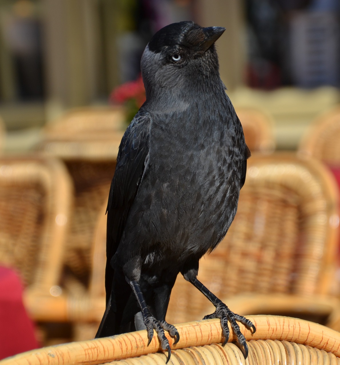 raven bird animal free photo