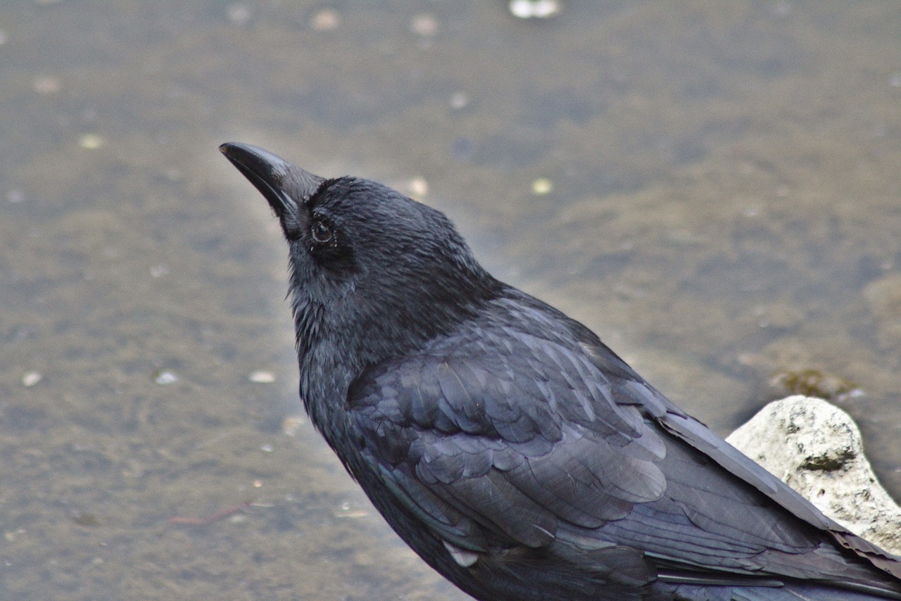 raven head bill free photo