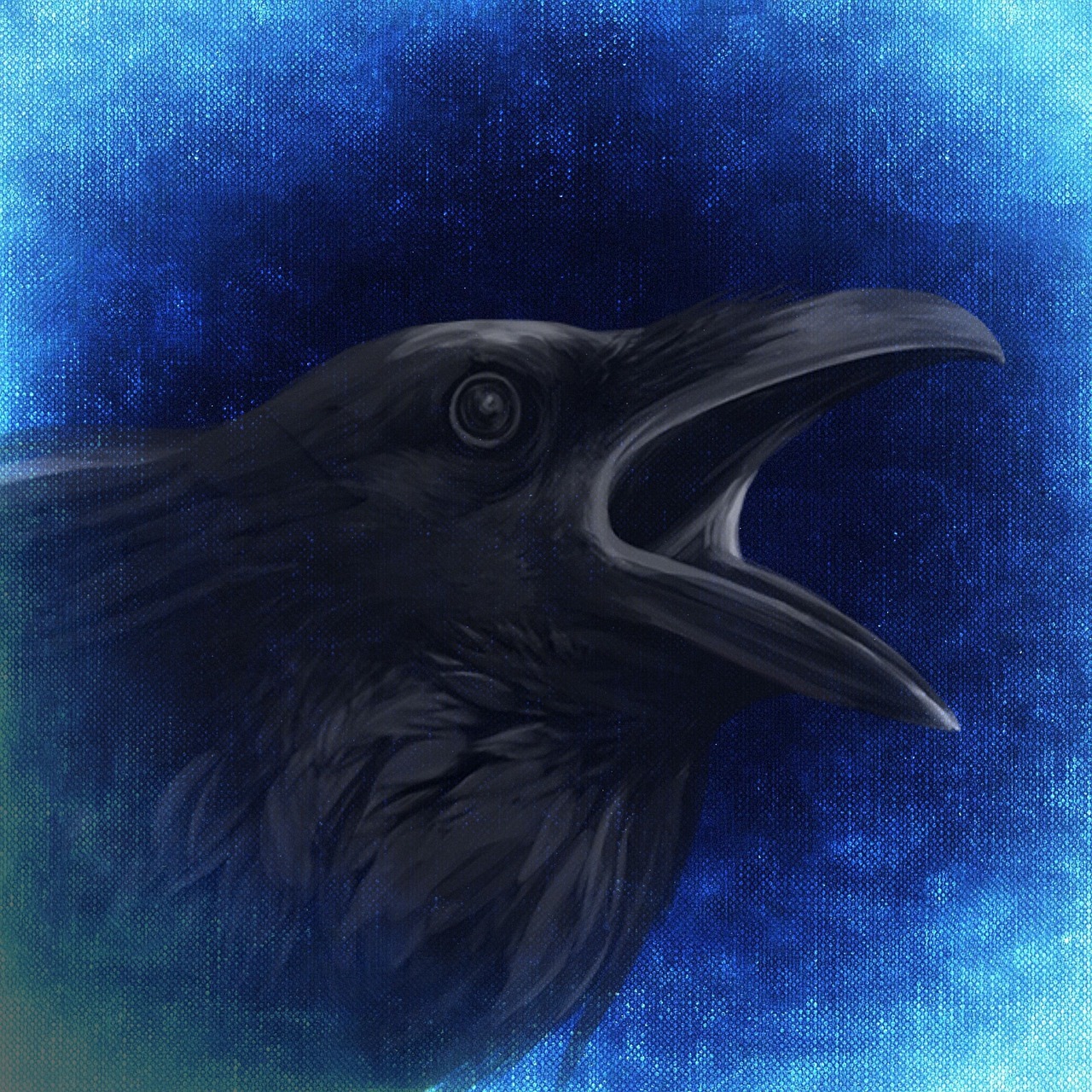 raven crow night free photo