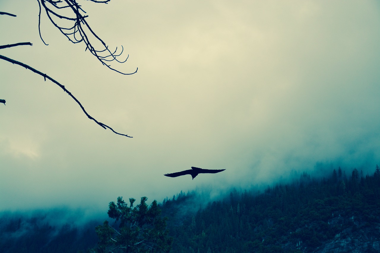 raven wild fog free photo