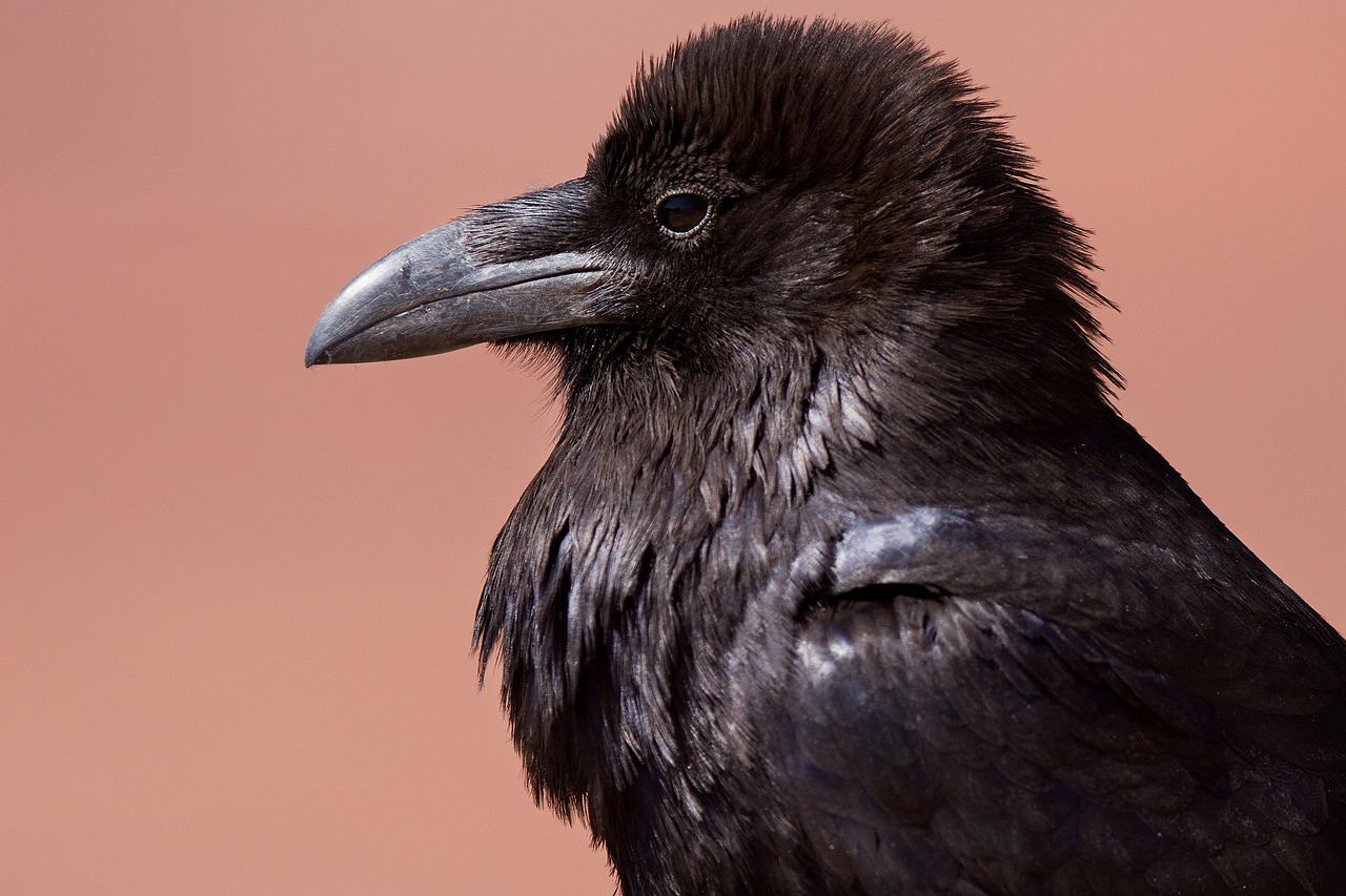 raven blackbird corvus free photo