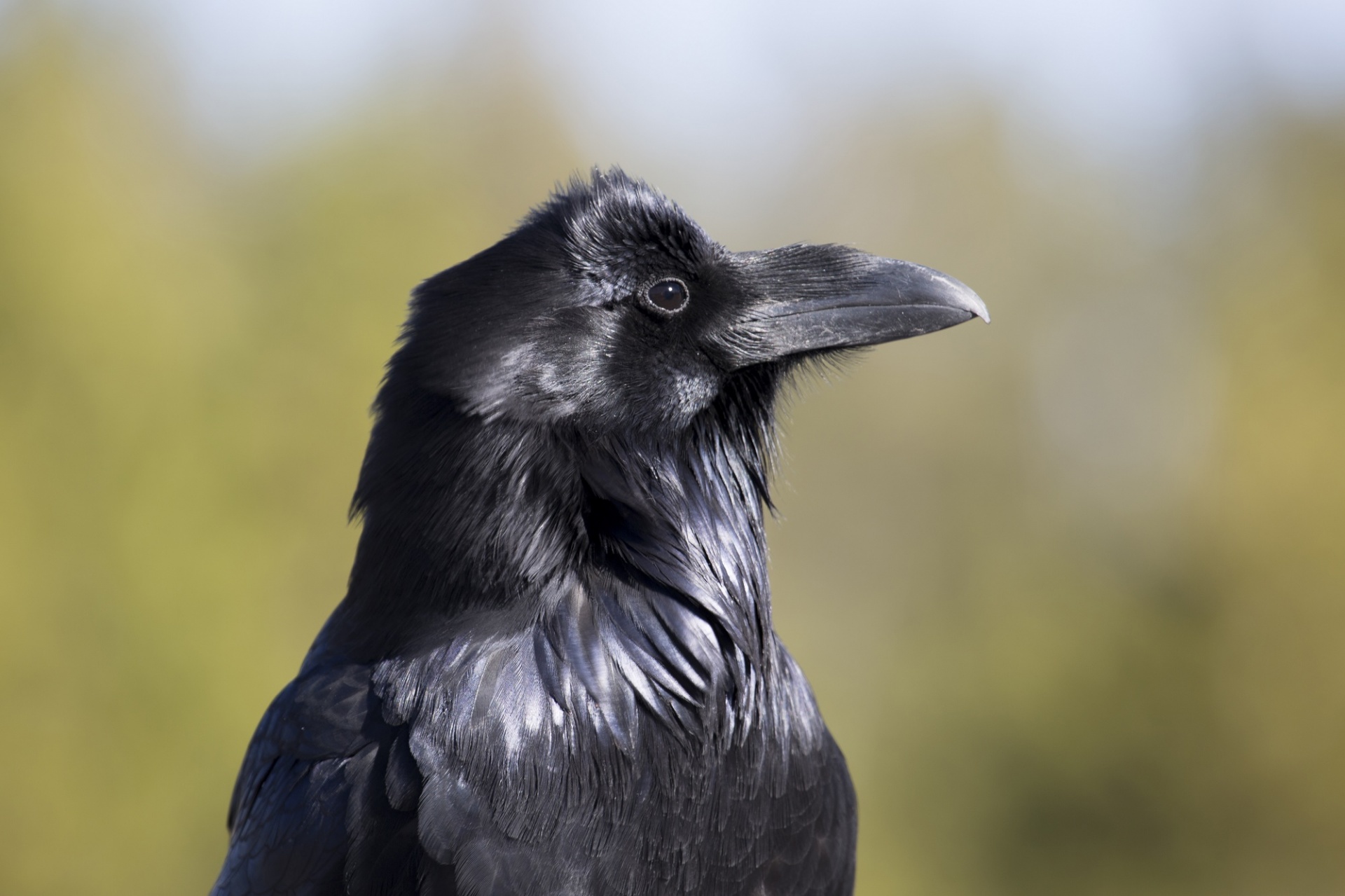 raven common bird free photo