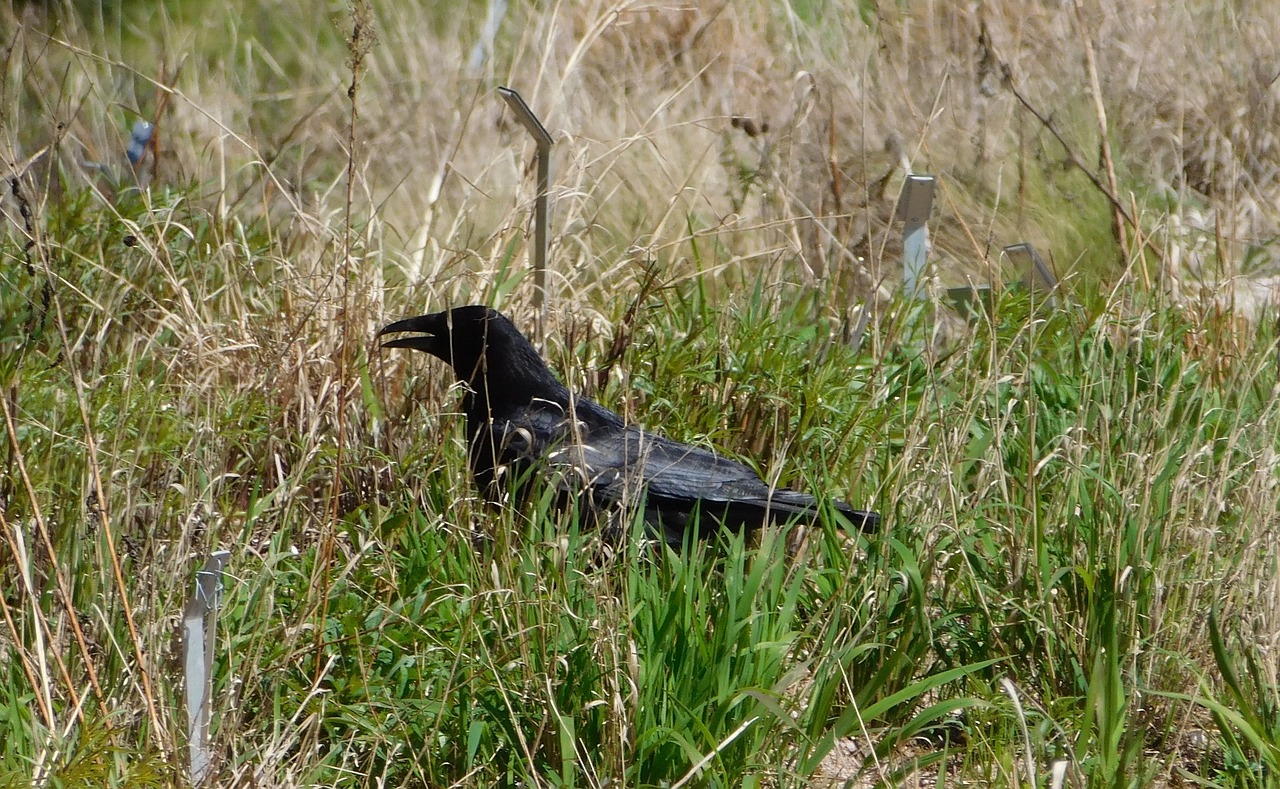 raven in the grass bird free photo