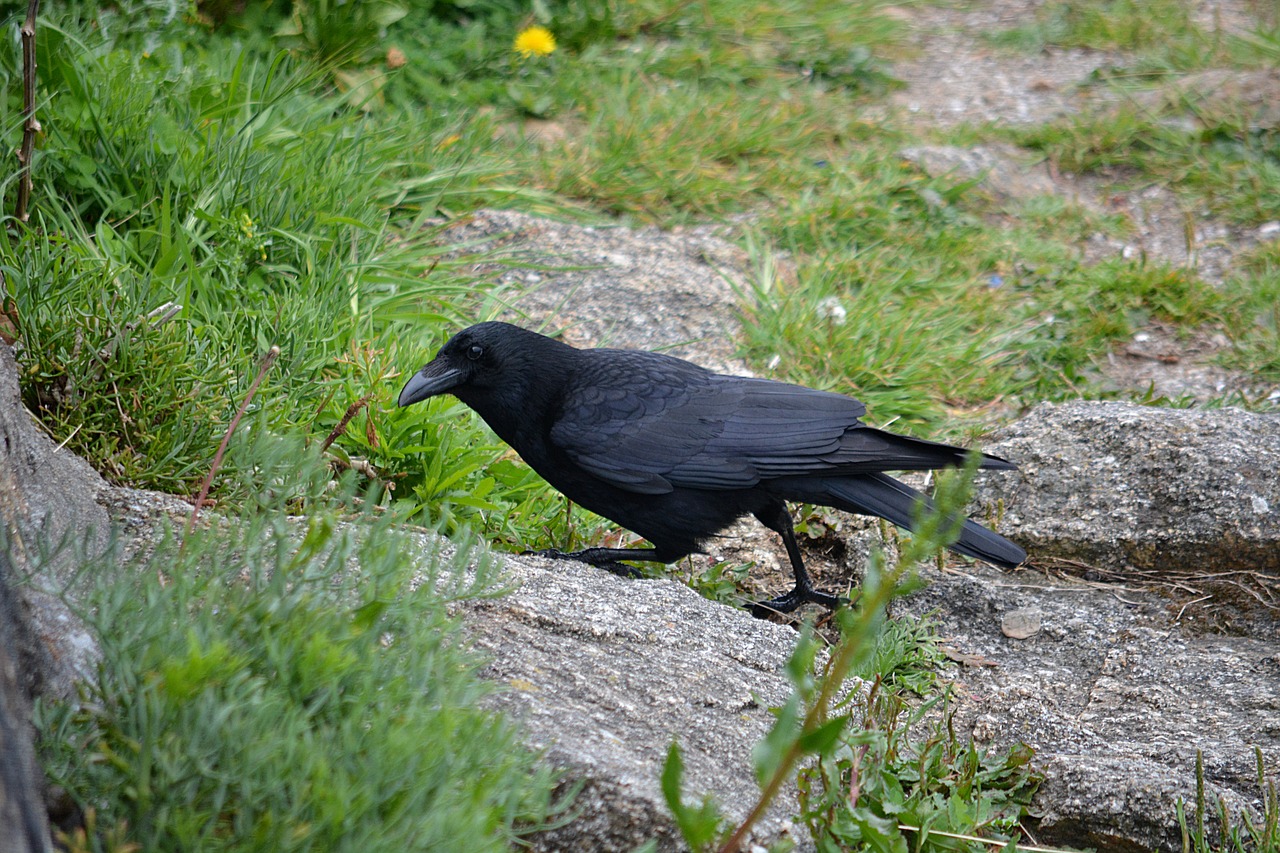 raven bird corneille free photo