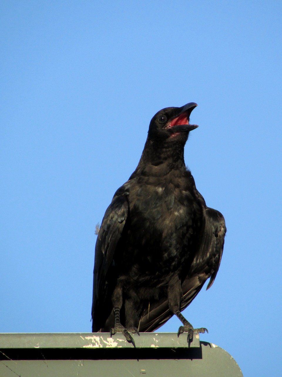 raven bird heat free photo