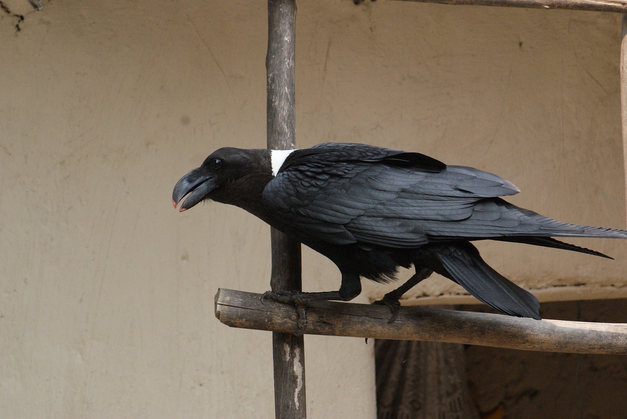 raven rwanda wild free photo