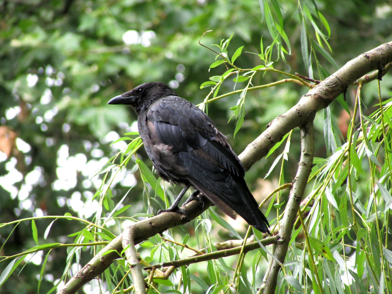 raven bird raven bird free photo