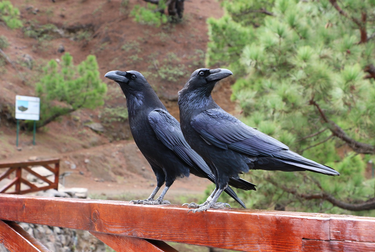 raven portugal birds free photo