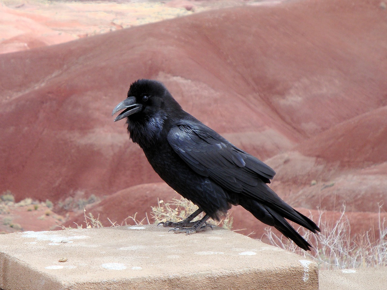 raven bird crow free photo