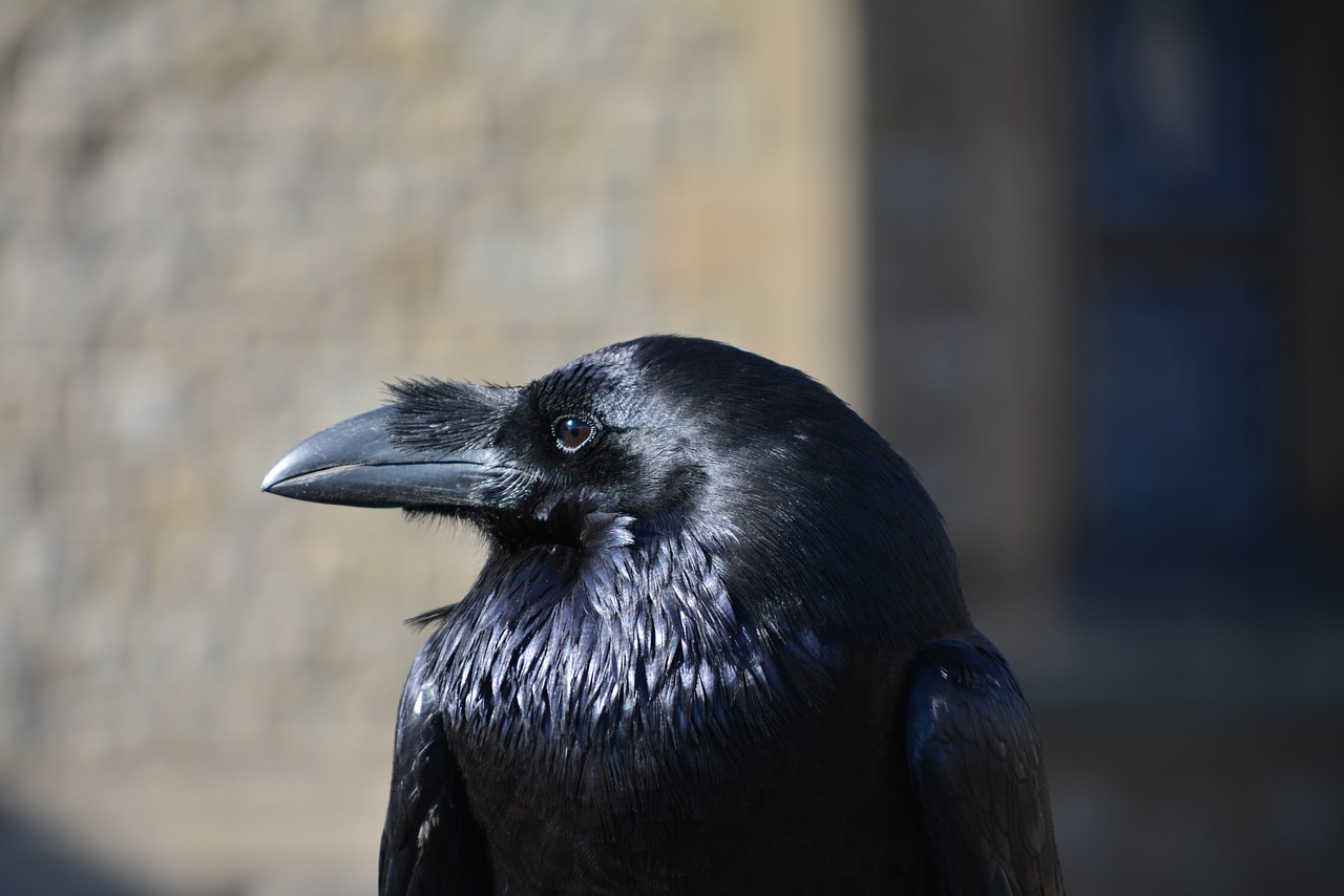 raven bird animal free photo