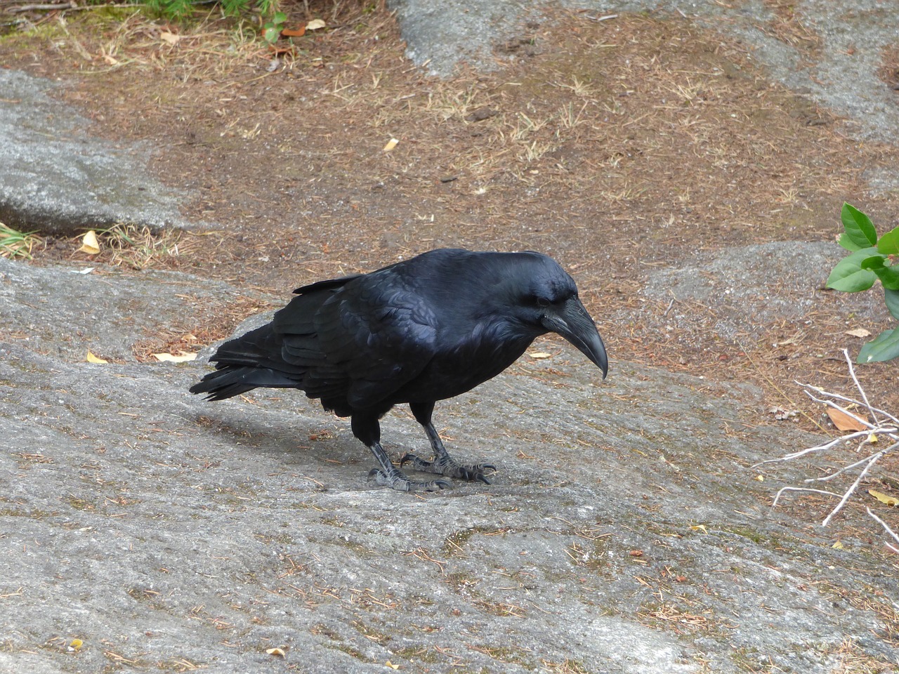 raven bird rock free photo