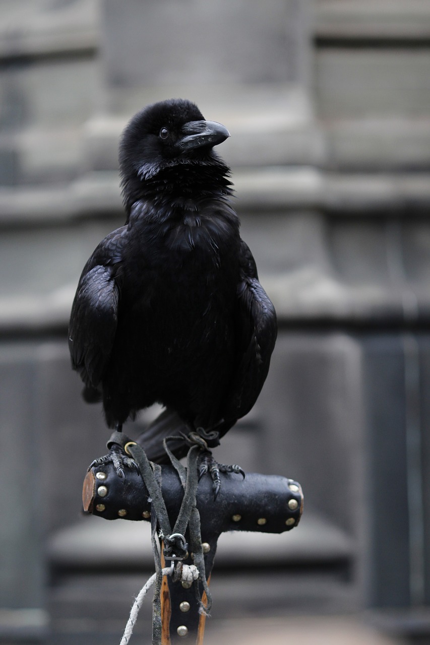 raven bird raven bird free photo