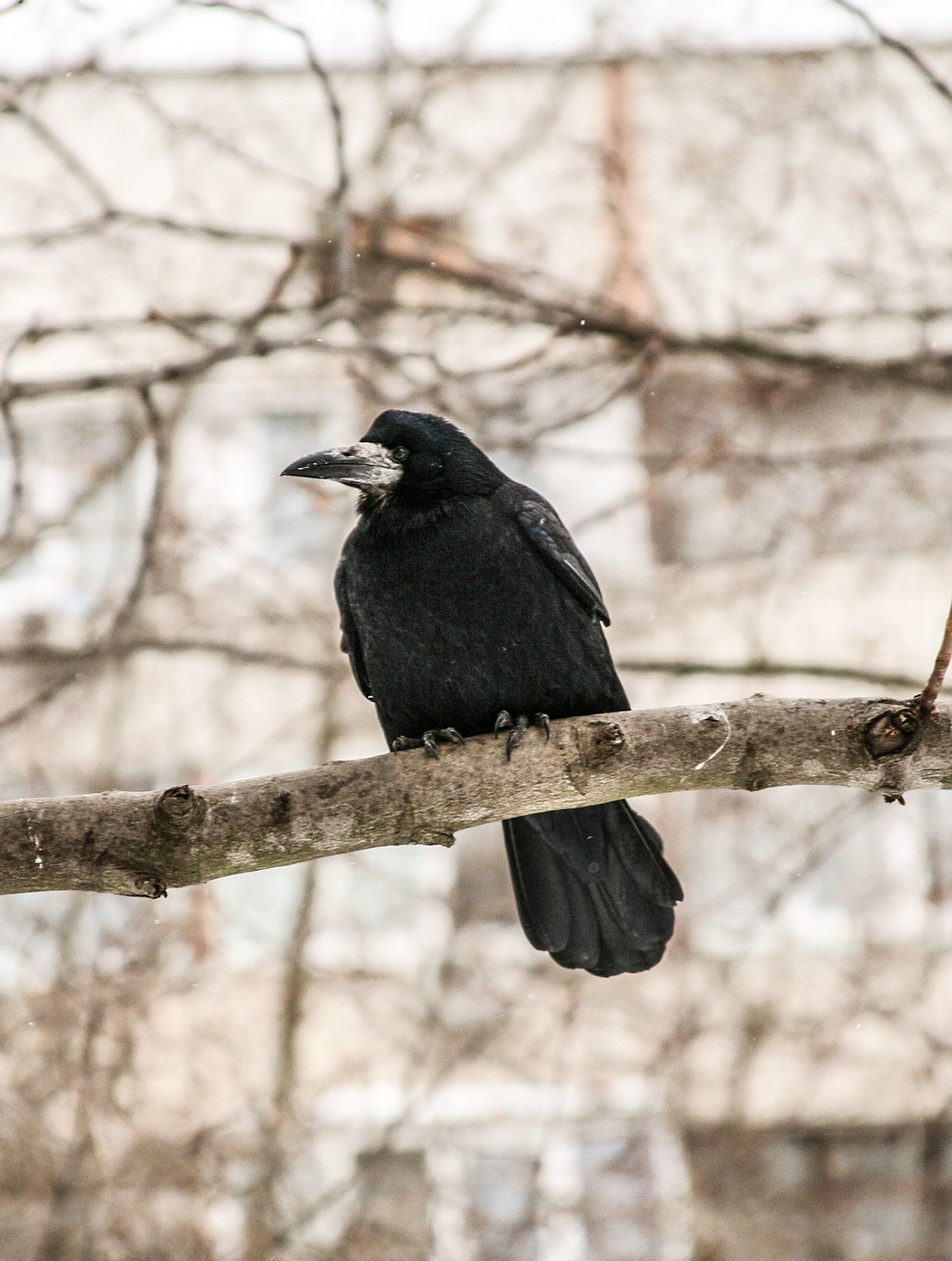 raven bird winter free photo