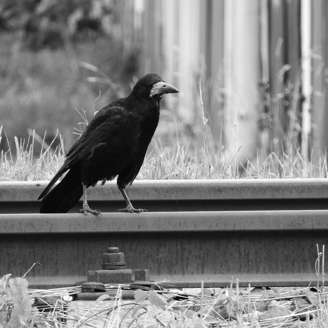 raven track bird on rails free photo