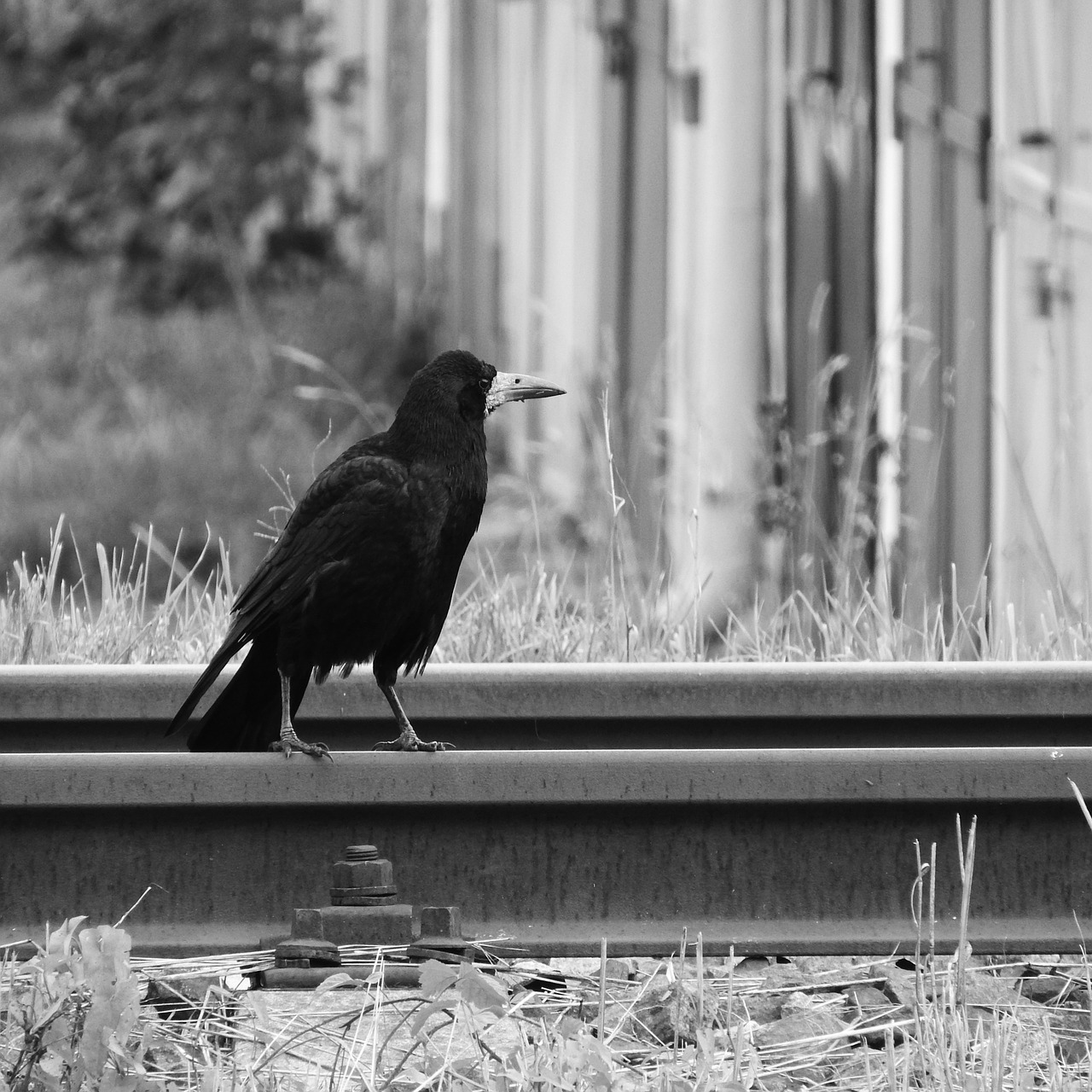 raven track bird on rails free photo