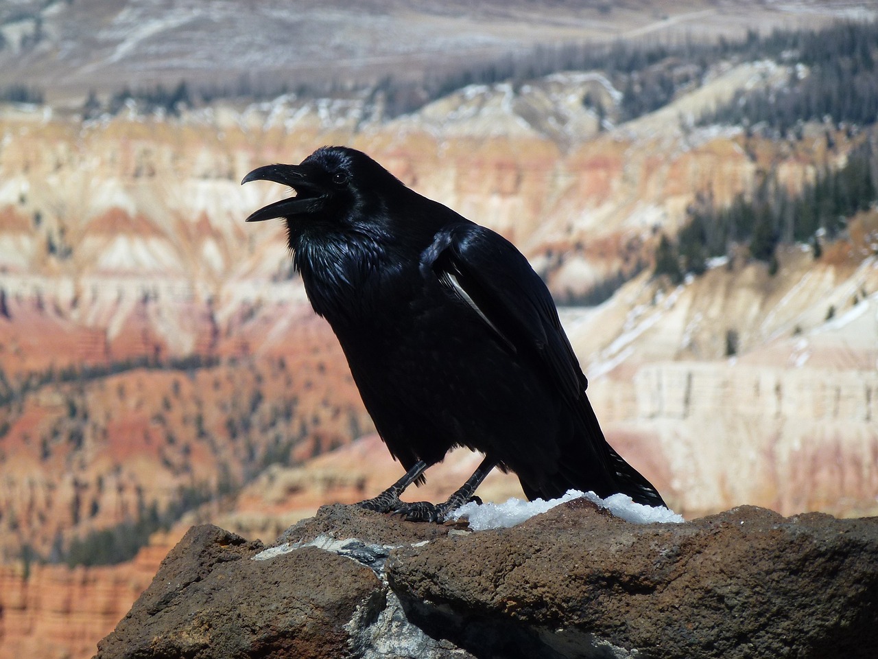 raven bird wildlife free photo
