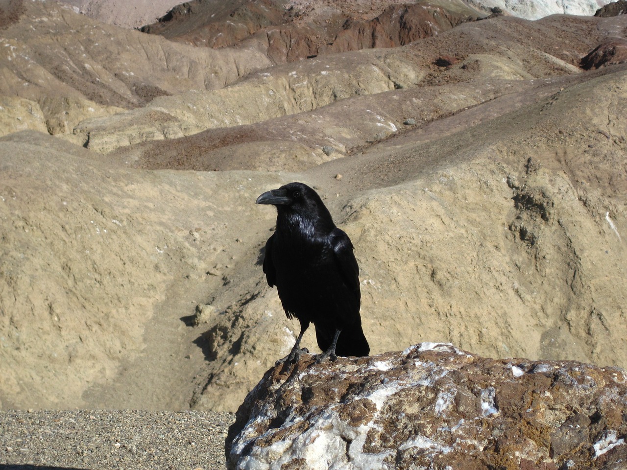 raven death valley bird free photo