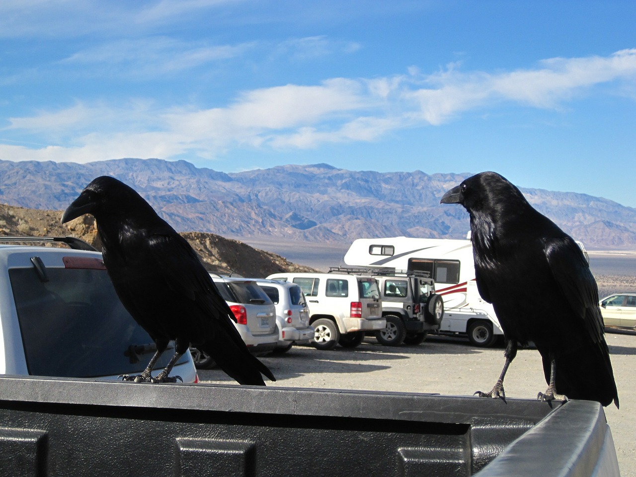 raven death valley bird free photo