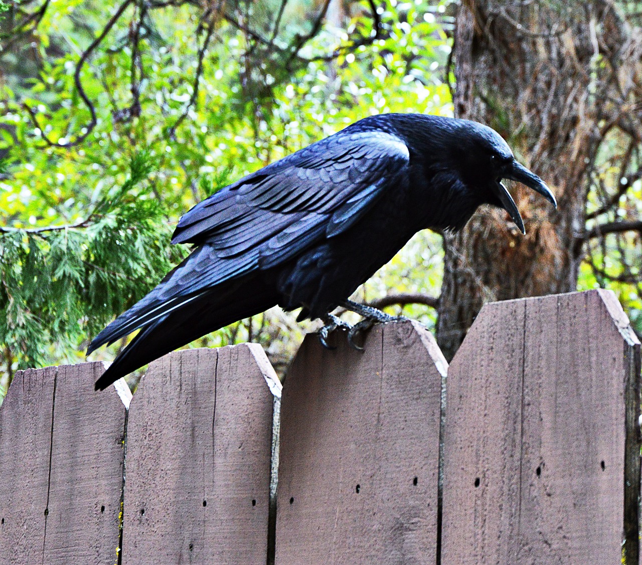 raven black bird free photo