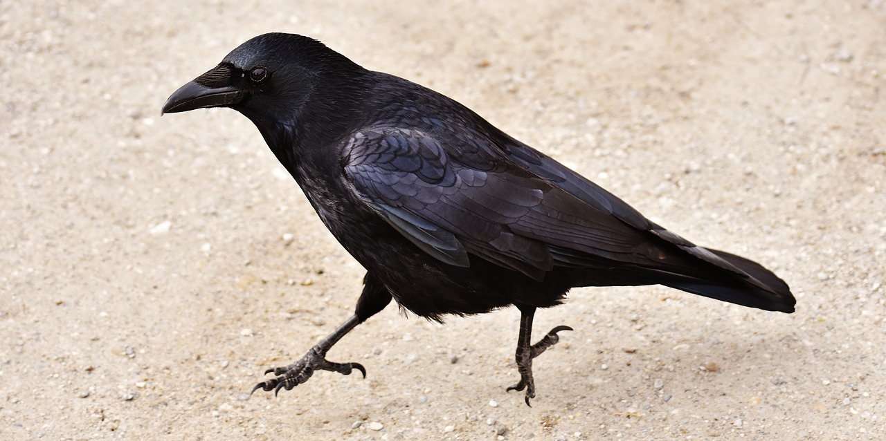raven crow hop free photo