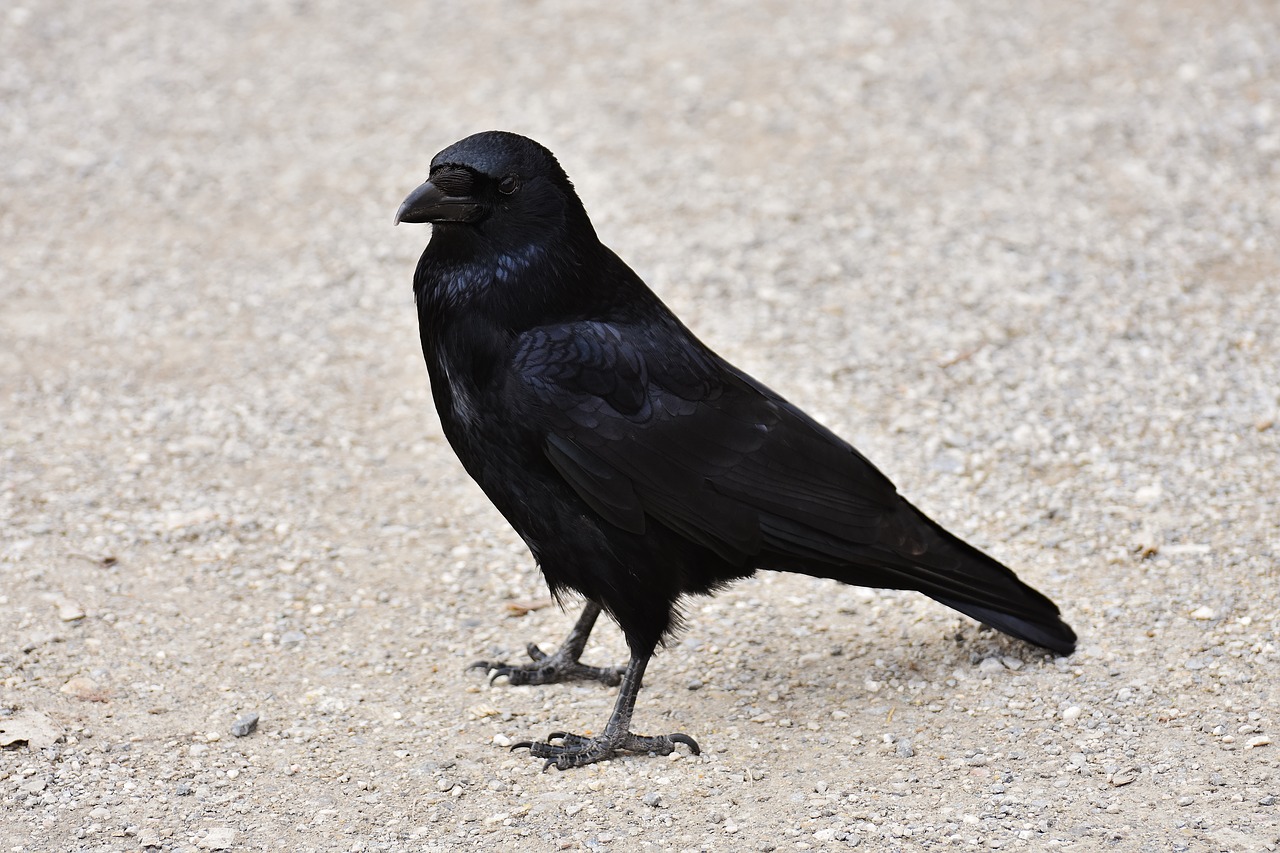 raven raven bird crow free photo