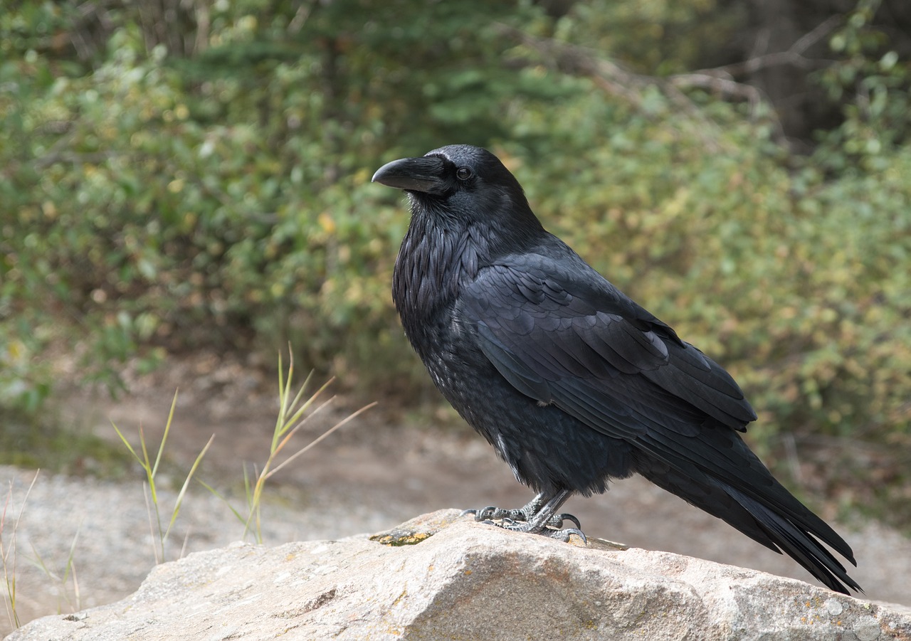 raven crow bird free photo