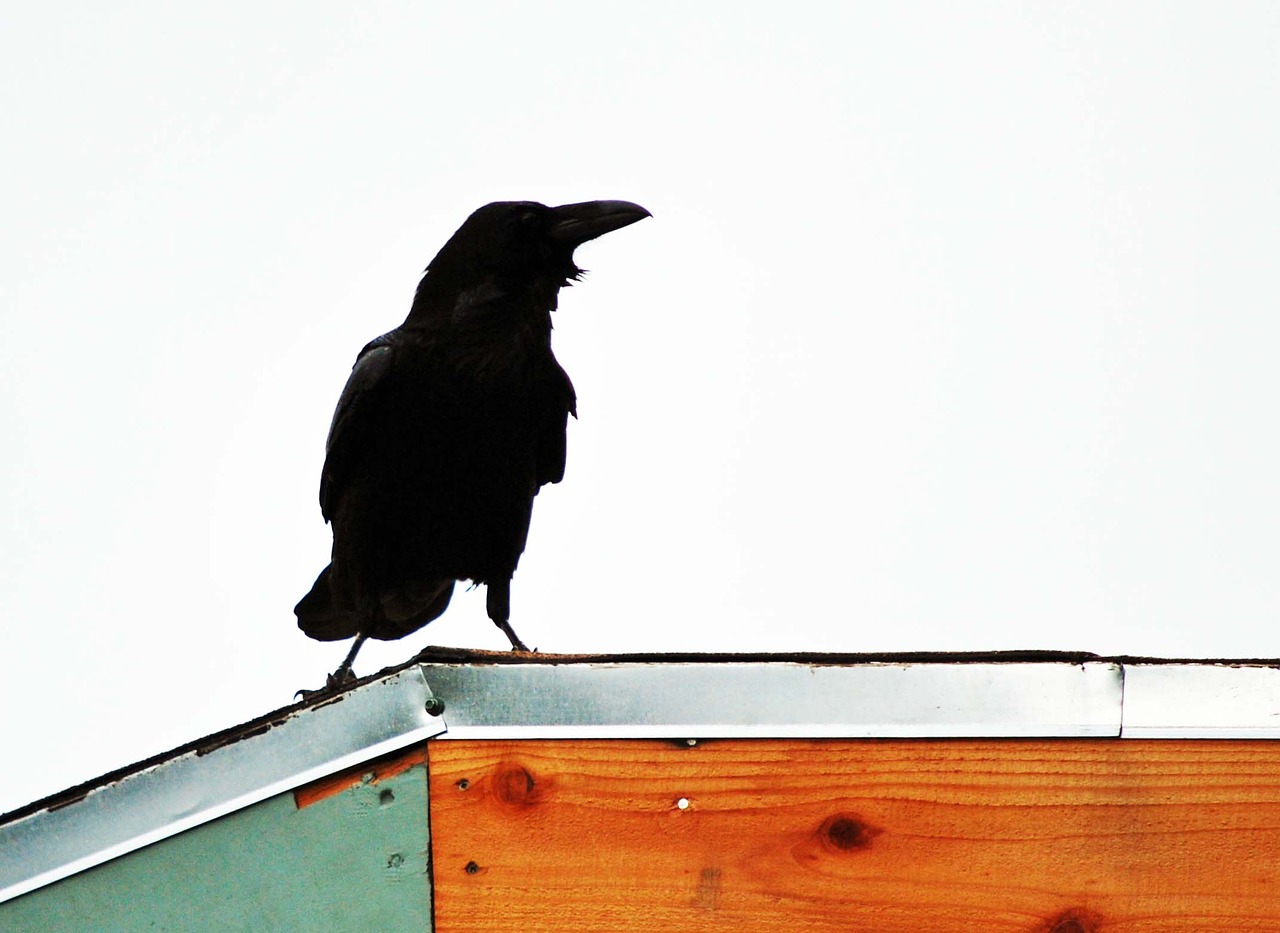 raven rooftop black free photo