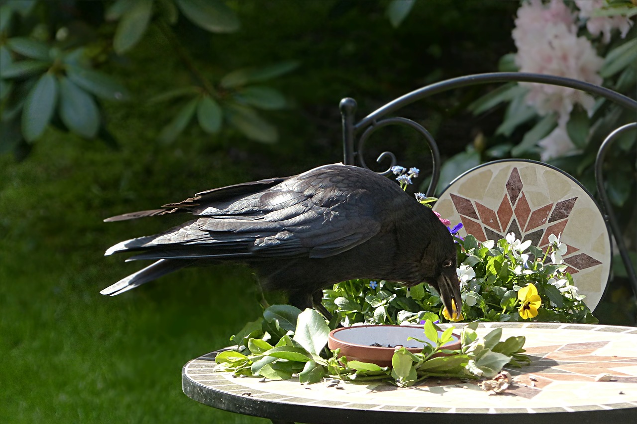 raven bird corvus free photo