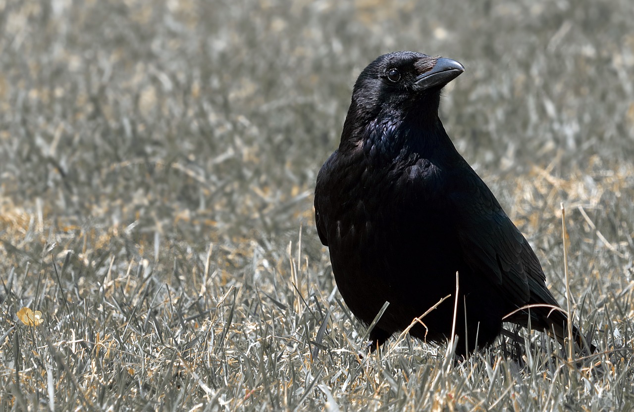 raven bird raven bird free photo