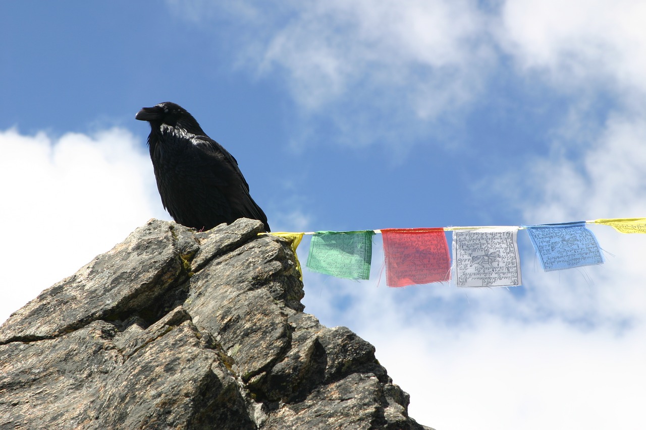 raven nepal mountain free photo