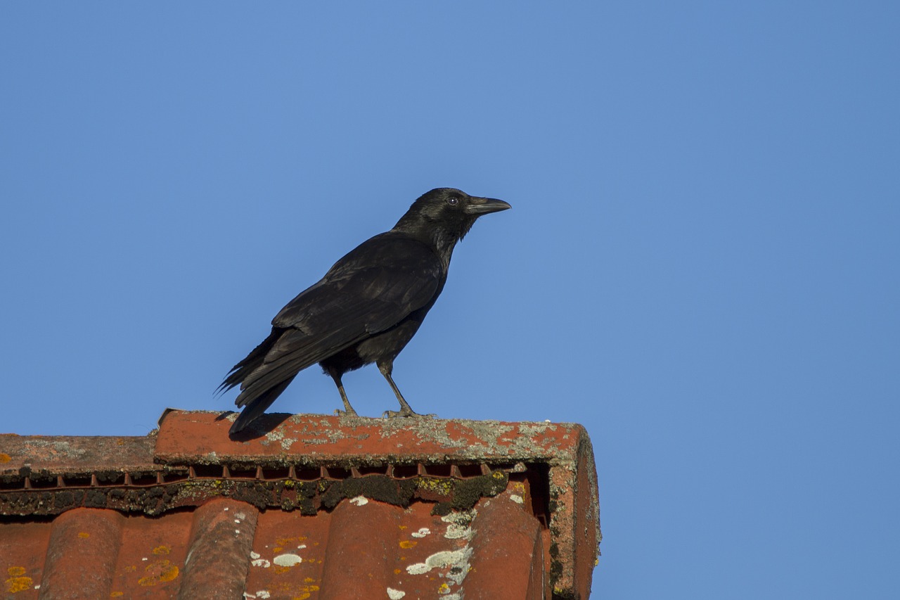 raven crow bird free photo