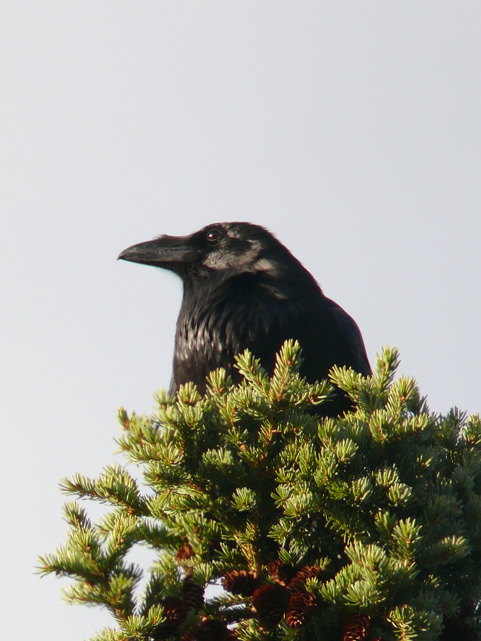 raven bird crow free photo