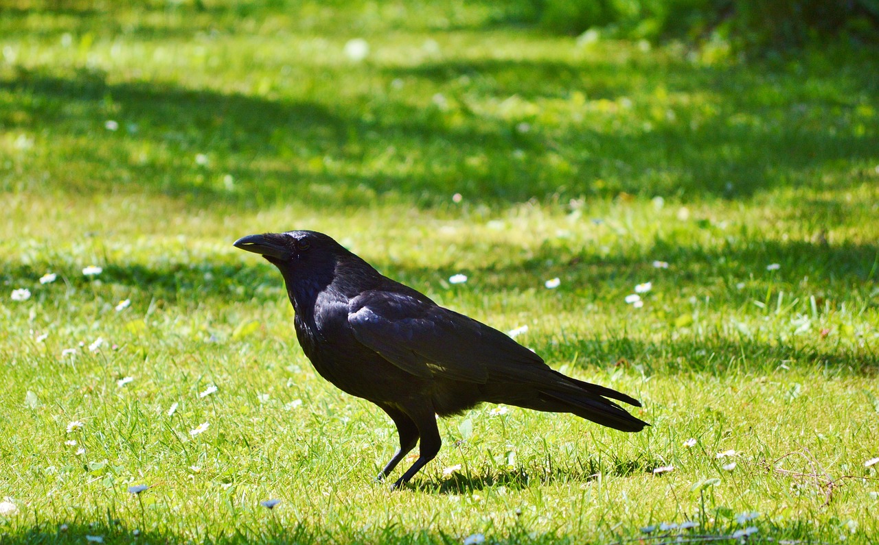 raven crow raven bird free photo