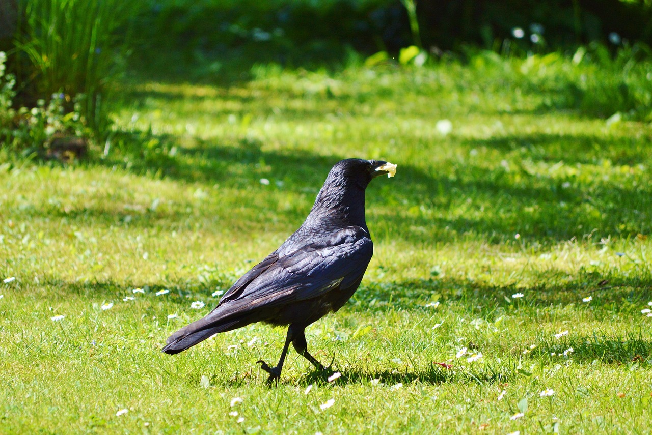 raven crow raven bird free photo