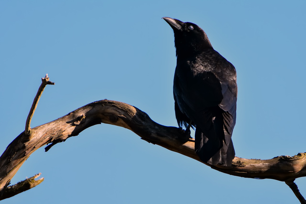 raven black bird free photo