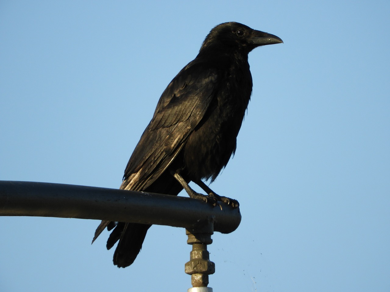 raven bird city free photo